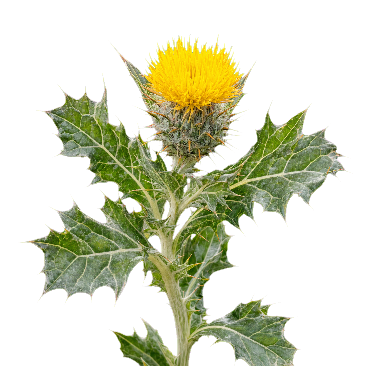 Blessed Thistle