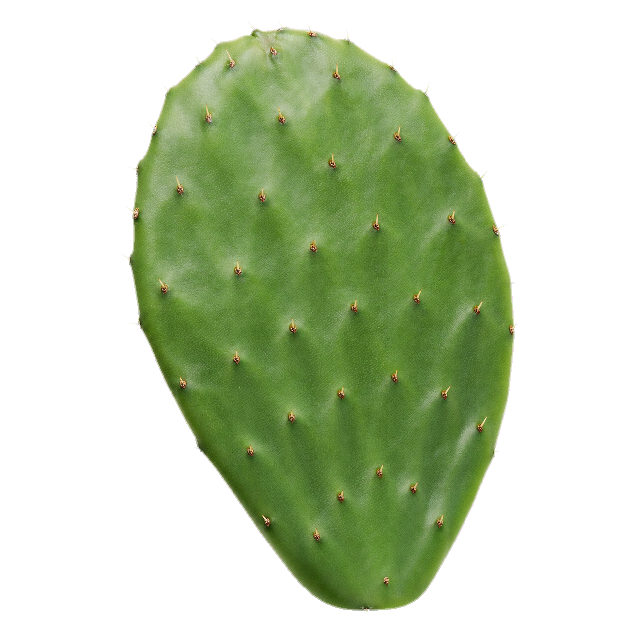 Cactus Pad