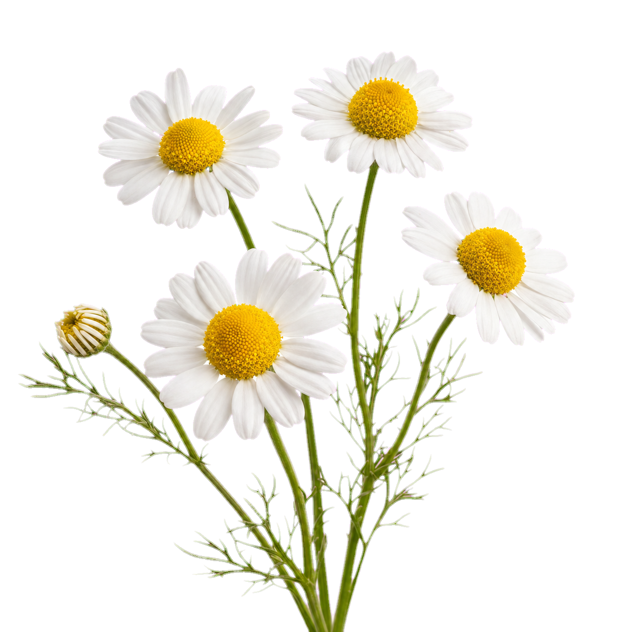 Chamomile Flower