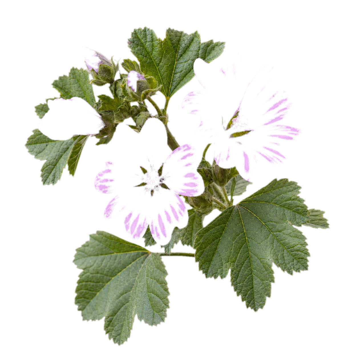 Mallow Leaf