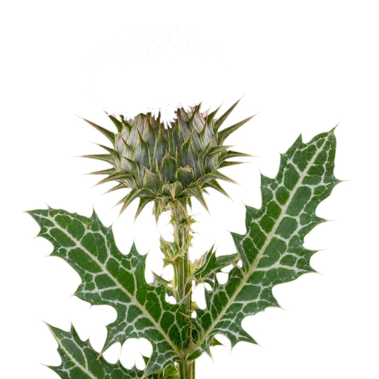Milk Thistle